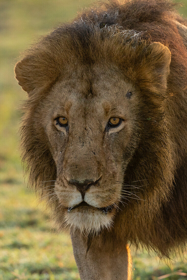 Löwe (Panthera leo), Ndutu-Schutzgebiet, Serengeti, Tansania, Ostafrika, Afrika