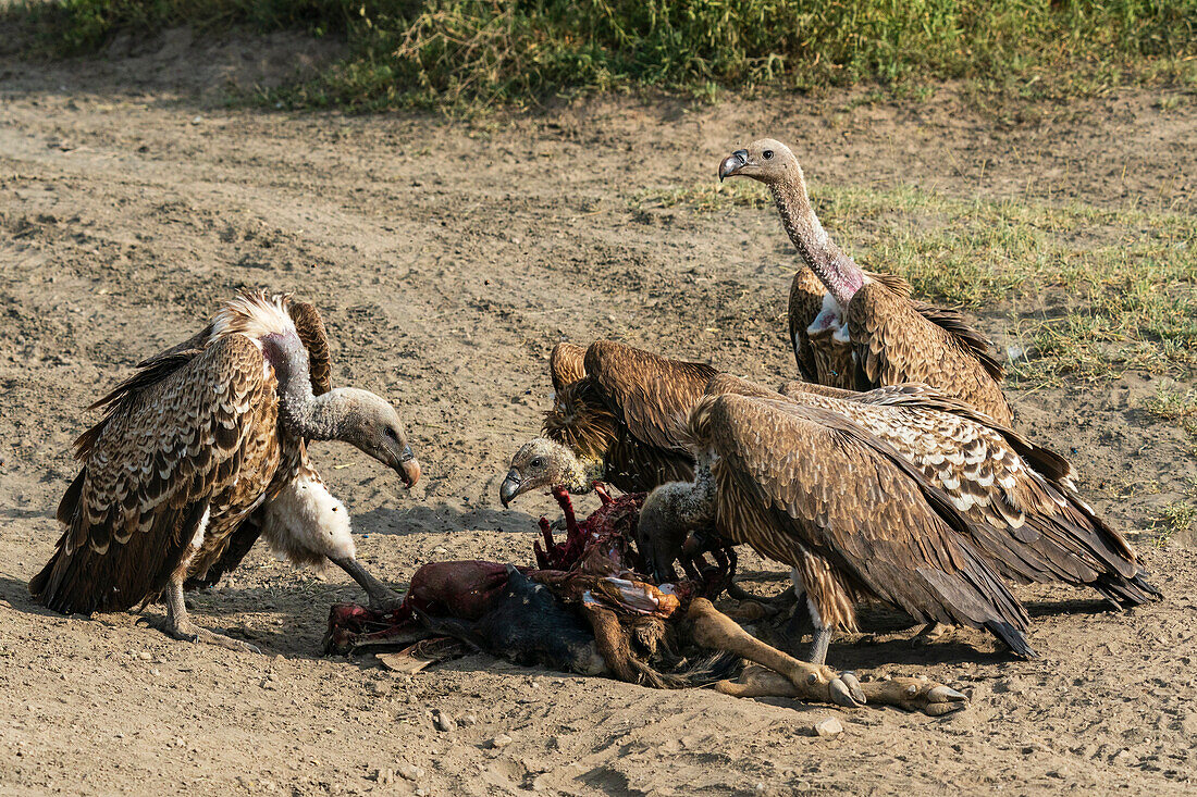 Weißrückengeier (Gyps africanus) beim Fressen eines Gnus, Ndutu-Schutzgebiet, Serengeti, Tansania, Ostafrika, Afrika