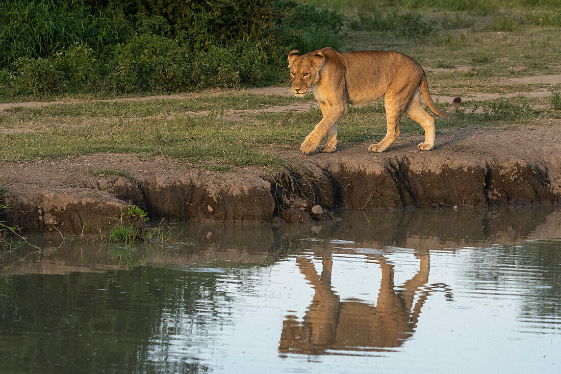 Lioness (Panthera leo), Ndutu Conservation Area, Serengeti, Tanzania, East Africa, Africa