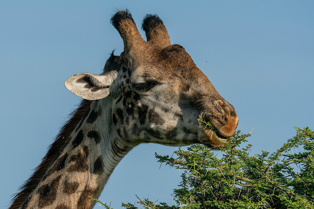 Massai-Giraffe (Giraffa camelopardalis tippelskirchi) bei der Fütterung, Ndutu-Schutzgebiet, Serengeti, Tansania, Ostafrika, Afrika
