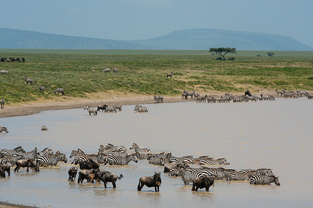 Streifengnu (Connochaetes taurinus) und Zebra (Equus quagga) beim Trinken am Wasserloch, Serengeti, Tansania, Ostafrika, Afrika
