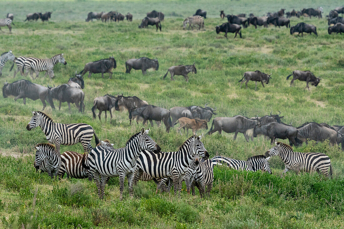 Streifengnu (Connochaetes taurinus) und Zebras (Equus quagga) im hohen Gras, Serengeti, Tansania, Ostafrika, Afrika