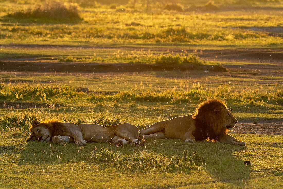 Lion (Panthera leo), Ndutu Conservation Area, Serengeti, Tanzania, East Africa, Africa