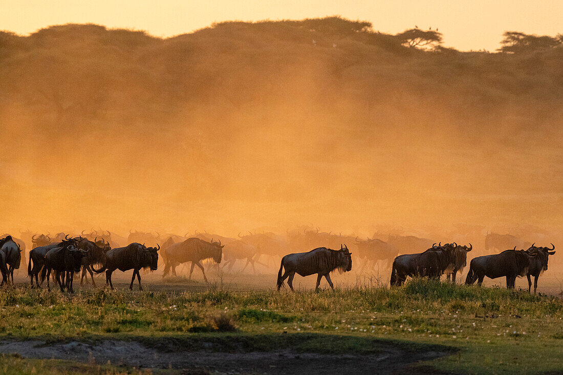 Blue wildebeest (Connochaetes taurinus) in a cloud of dust at sunset, Ndutu Conservation Area, Serengeti, Tanzania, East Africa, Africa