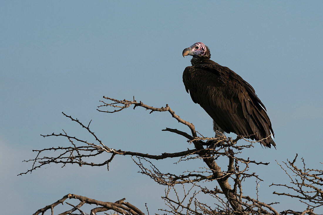 Lappet faced vulture (Torgos tracheliotos), Ndutu Conservation Area, Serengeti, Tanzania, East Africa, Africa