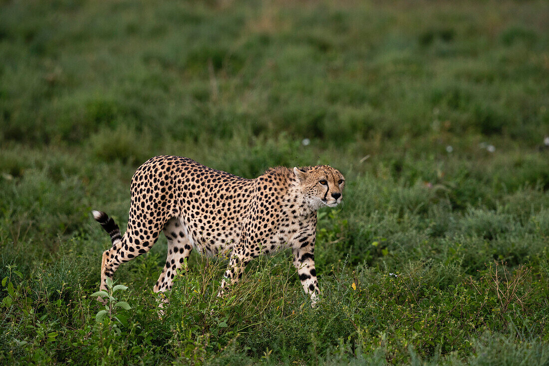 Gepard (Acinonyx jubatus) beim Laufen, Ndutu-Schutzgebiet, Serengeti, Tansania, Ostafrika, Afrika