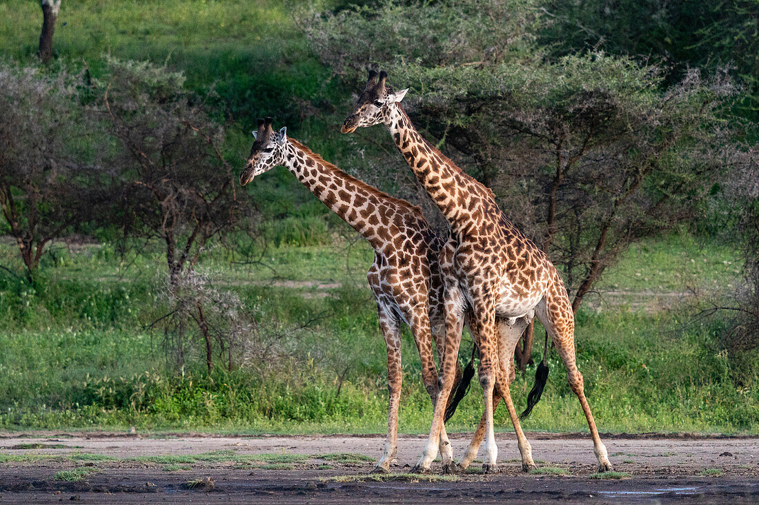 Zwei Massai-Giraffen (Giraffa camelopardalis tippelskirchi) beim Spaziergang, Ndutu-Schutzgebiet, Serengeti, Tansania, Ostafrika, Afrika