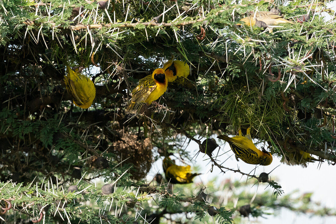 Speke's Weaver (Ploceus spekei) nistet in einem Akazienbaum, Ndutu Conservation Area, Serengeti, Tansania, Ostafrika, Afrika