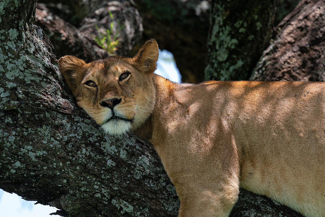 Lion (Panthera leo) up a tree, Ndutu Conservation Area, Serengeti, Tanzania, East Africa, Africa
