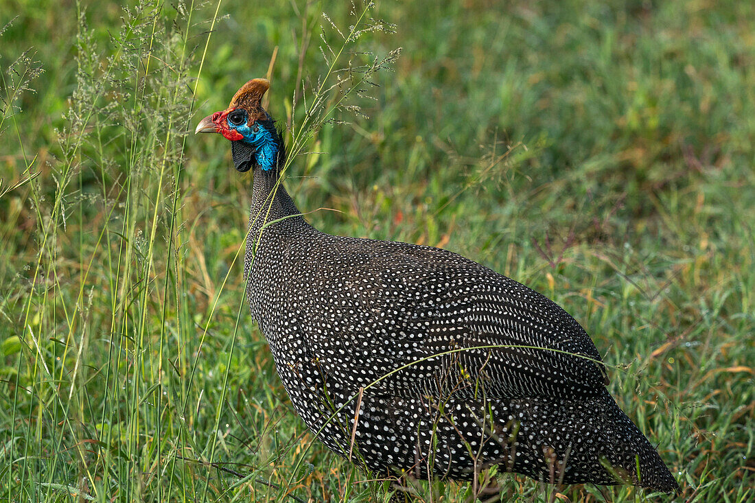 Helmeted Guineafowl (Numida meleagris), Ndutu Conservation Area, Serengeti, Tanzania, East Africa, Africa