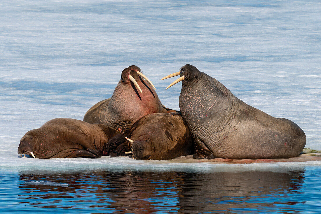 Walruses (Odobenus rosmarus) resting on ice, Brepollen, Spitsbergen, Svalbard Islands, Arctic, Norway, Europe