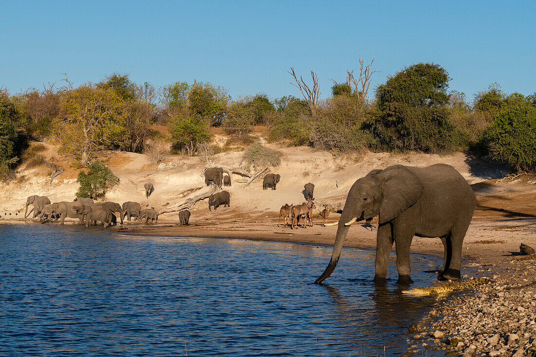 An African elephant (Loxodonta africana) drinking close to a Nile crocodile (Crocodilus niloticus), Chobe National Park, Botswana, Africa