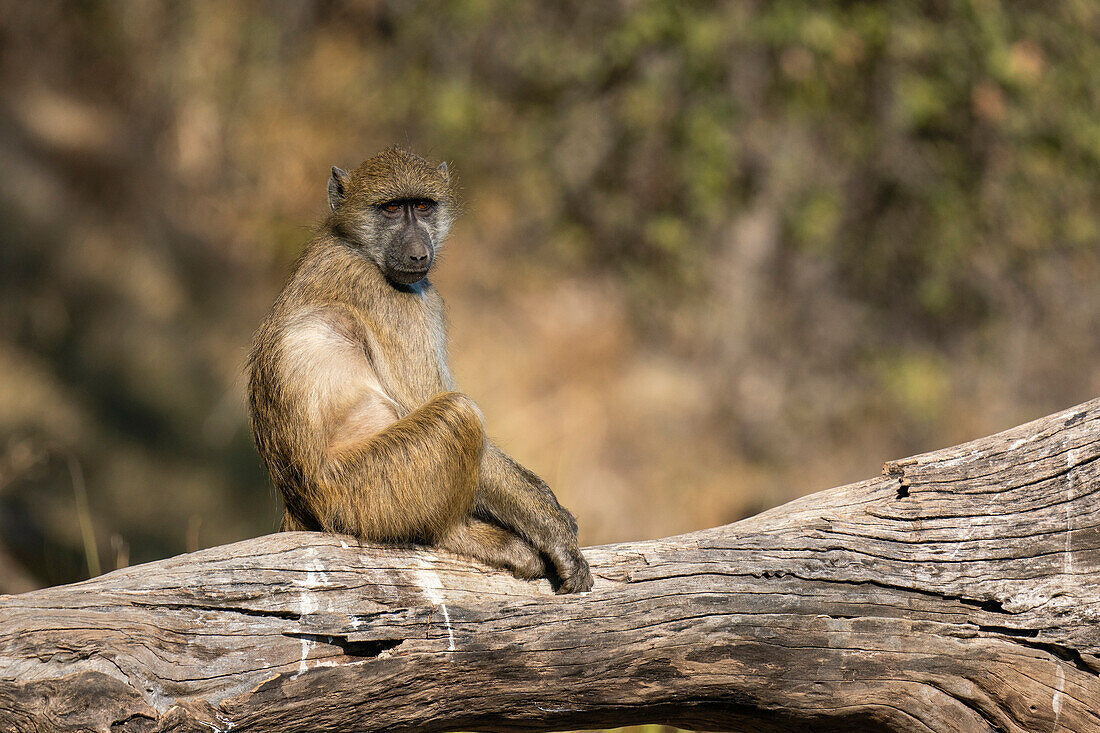 Chacma Baboon (Papio hamadryas) on a tree branch, Chobe National Park, Botswana, Africa