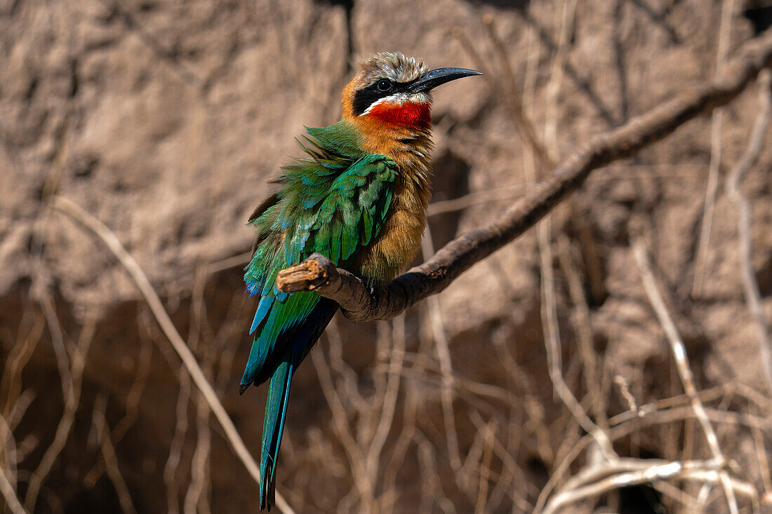 Weißstirn-Bienenfresser (Merops bullockoides) auf einem Ast, Chobe-Nationalpark, Botsuana, Afrika