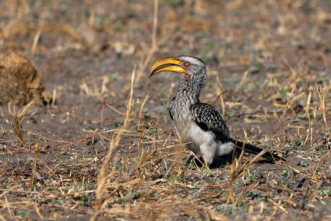 Yellow-billed Hornbill (Tockus flavirostris), Savuti, Chobe National Park, Botswana, Africa