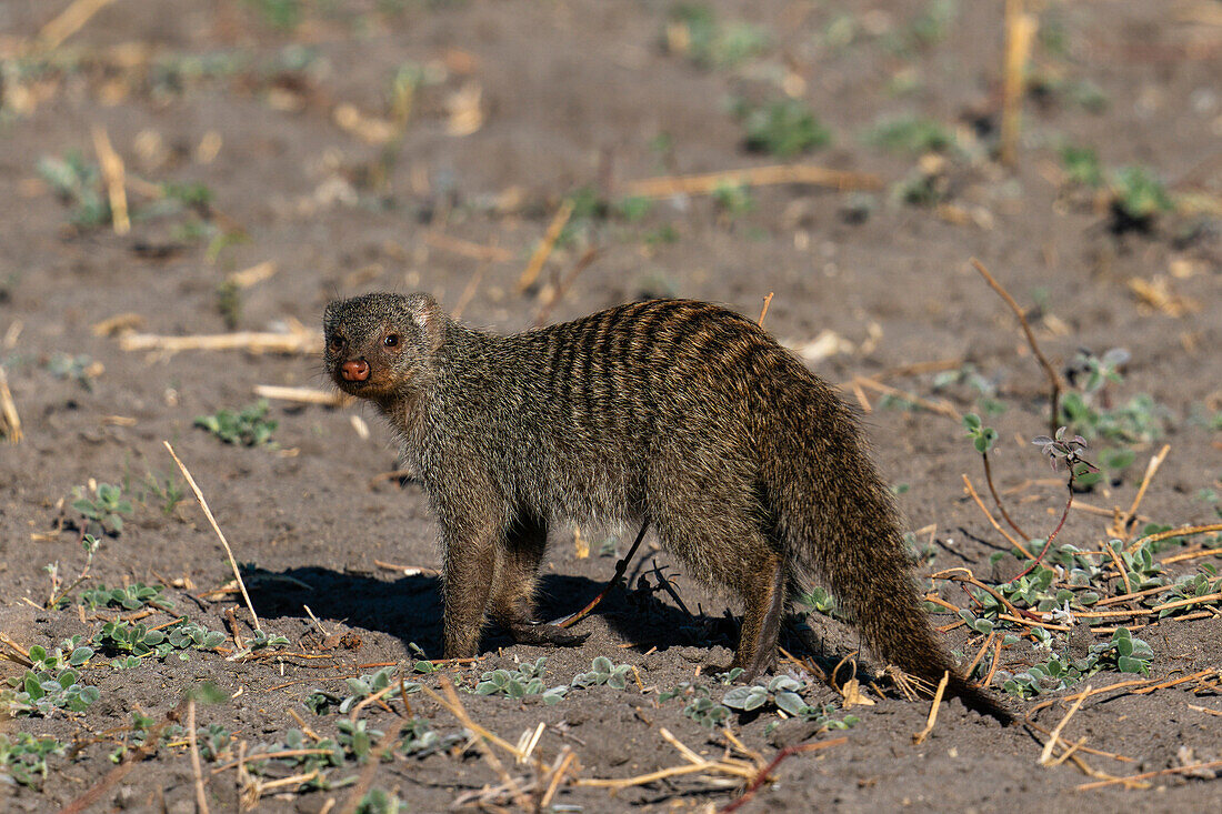 Banded mongoose (Mungos mungos) looking at the camera, Savuti, Chobe National Park, Botswana, Africa