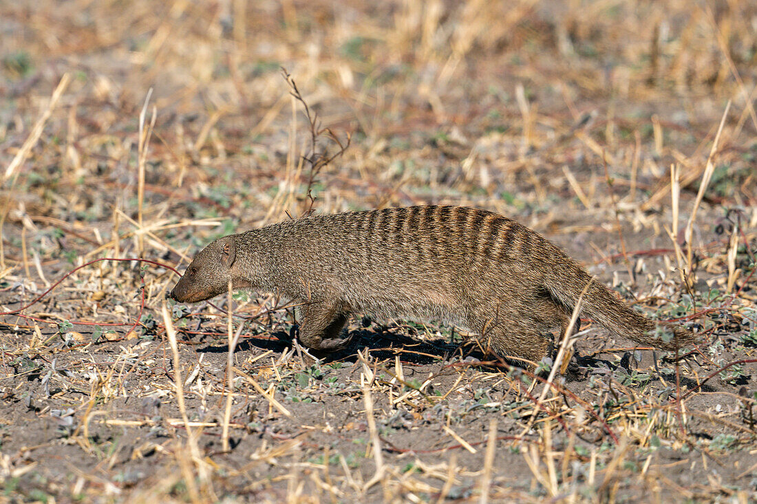 Bindenmanguste (Mungos mungos), Savuti, Chobe-Nationalpark, Botsuana, Afrika