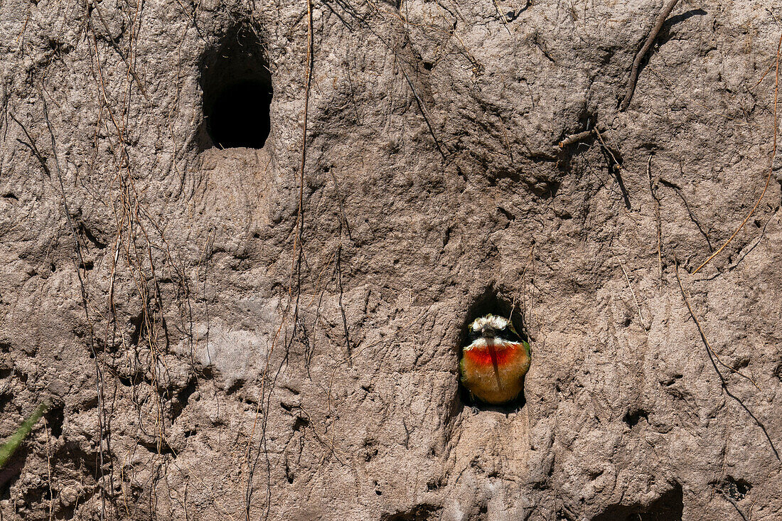 Weißstirn-Bienenfresser (Merops bullockoides) im Nest, Chobe-Nationalpark, Botsuana, Afrika