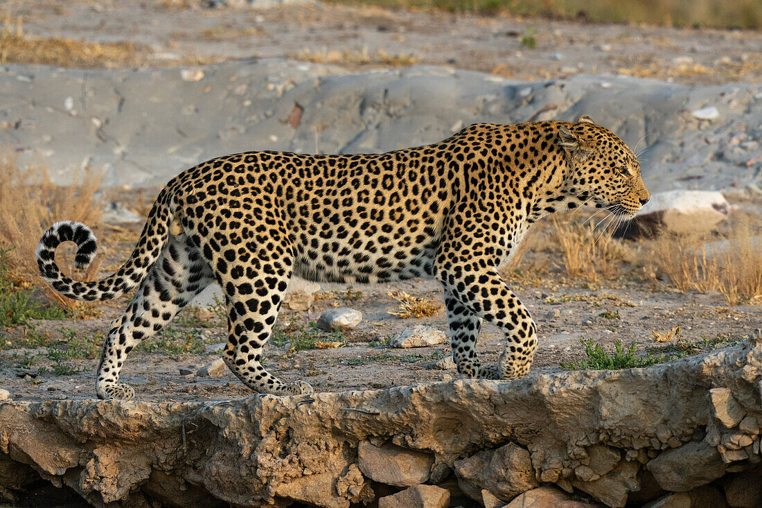 Leopard (Panthera pardus), Savuti, Chobe-Nationalpark, Botsuana, Afrika