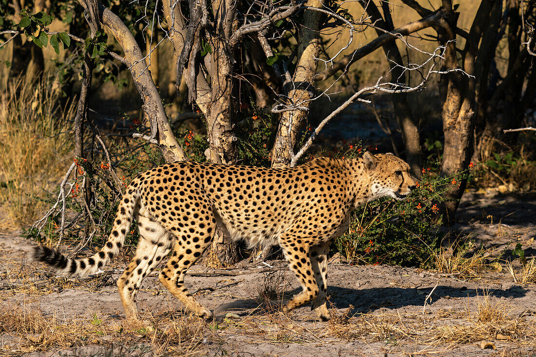 Gepard (Acinonyx jubatus) beim Spaziergang, Savuti, Chobe-Nationalpark, Botsuana, Afrika