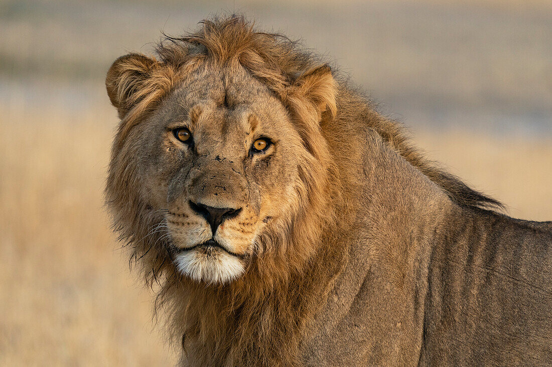Löwe (Panthera leo) schaut in die Kamera, Savuti, Chobe National Park, Botswana, Afrika