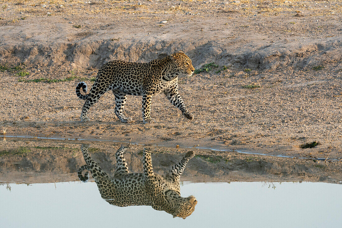 Leopard (Panthera pardus) an einem Wasserloch, Savuti, Chobe-Nationalpark, Botsuana, Afrika