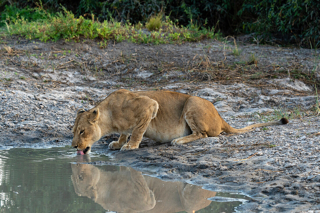 Eine Löwin (Panthera leo) beim Trinken, Savuti, Chobe-Nationalpark, Botsuana, Afrika