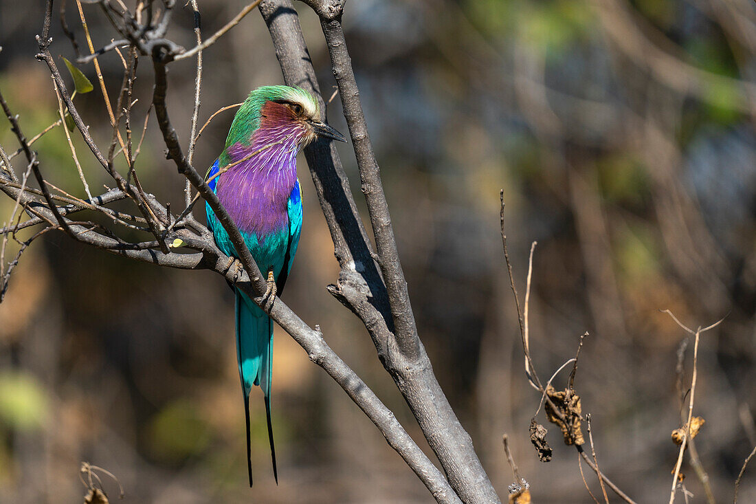 Lilienbrustracke (Coracias caudata), Khwai-Konzession, Okavango-Delta, Botsuana, Afrika