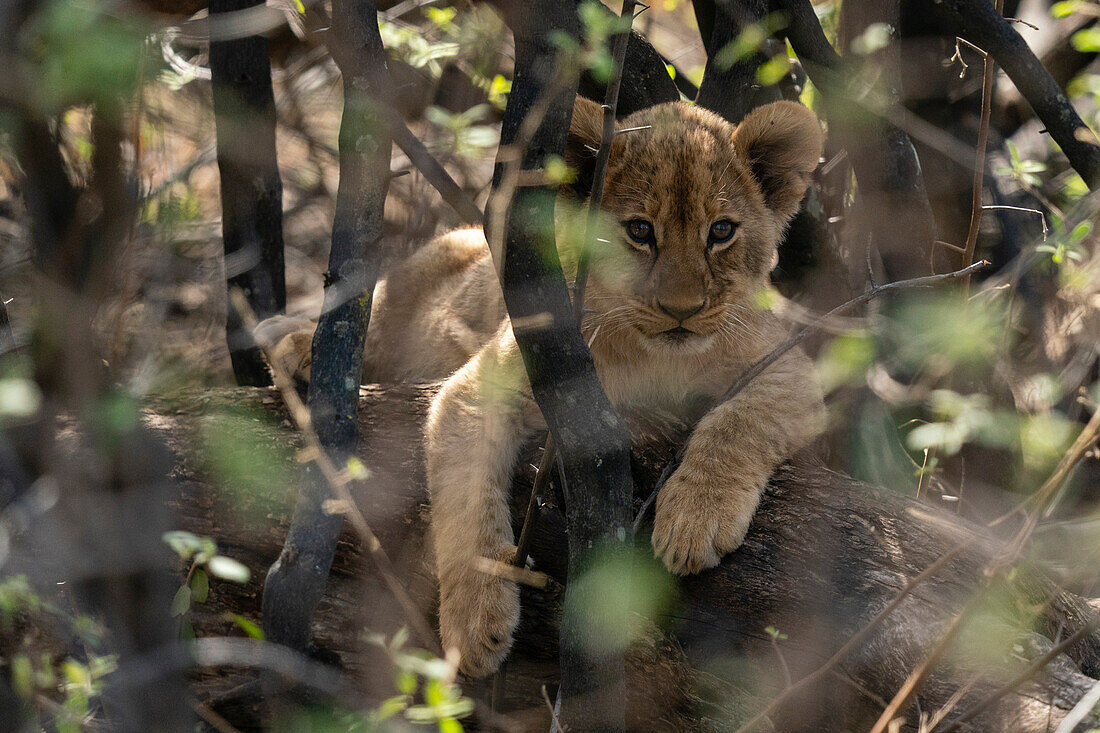 Ein Löwenjunges (Panthera leo) versteckt sich im Busch, Khwai-Konzession, Okavango-Delta, Botswana, Afrika