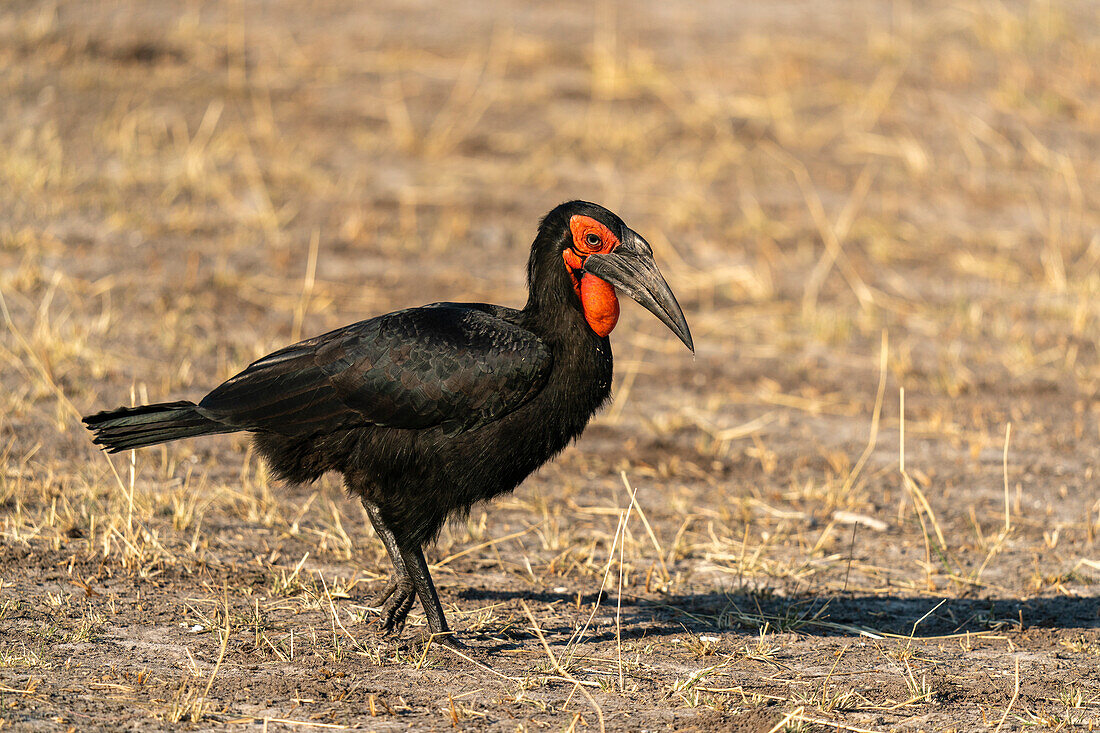 Südlicher Erdhornvogel (Bucorvus leadbeateri), Savuti, Chobe-Nationalpark, Botsuana, Afrika