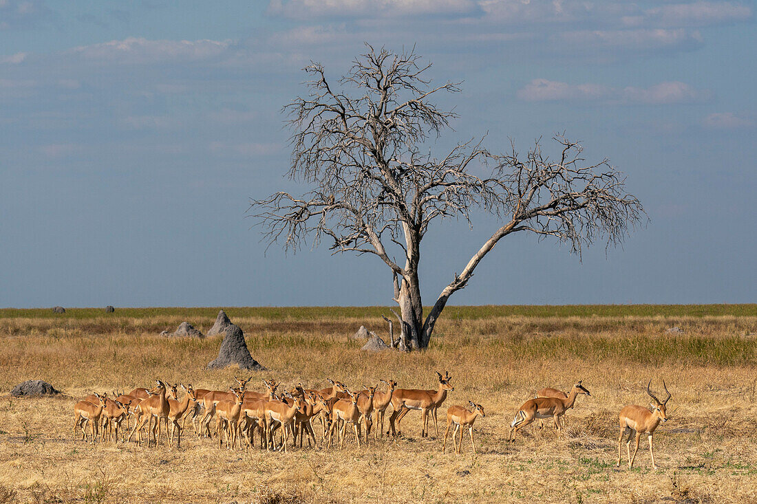 Impalas (Aepyceros melampus) in Mababe Plain, Chobe National Park, Botswana, Africa