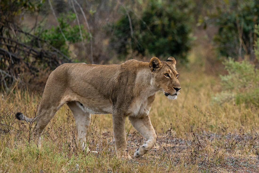 Löwin (Panthera leo) beim Spaziergang, Savuti, Chobe-Nationalpark, Botsuana, Afrika