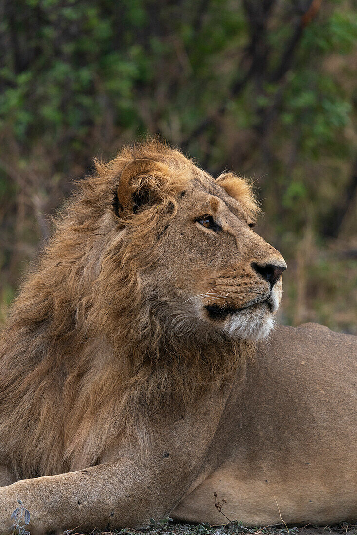 Lion (Panthera leo) resting, Savuti, Chobe National Park, Botswana, Africa
