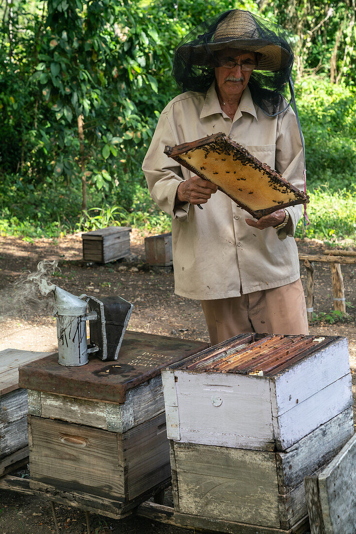 Honigerzeuger bei der Inspektion seiner Produktion und Bienenstöcke, Condado, bei Trinidad, Kuba, Westindien, Karibik, Mittelamerika