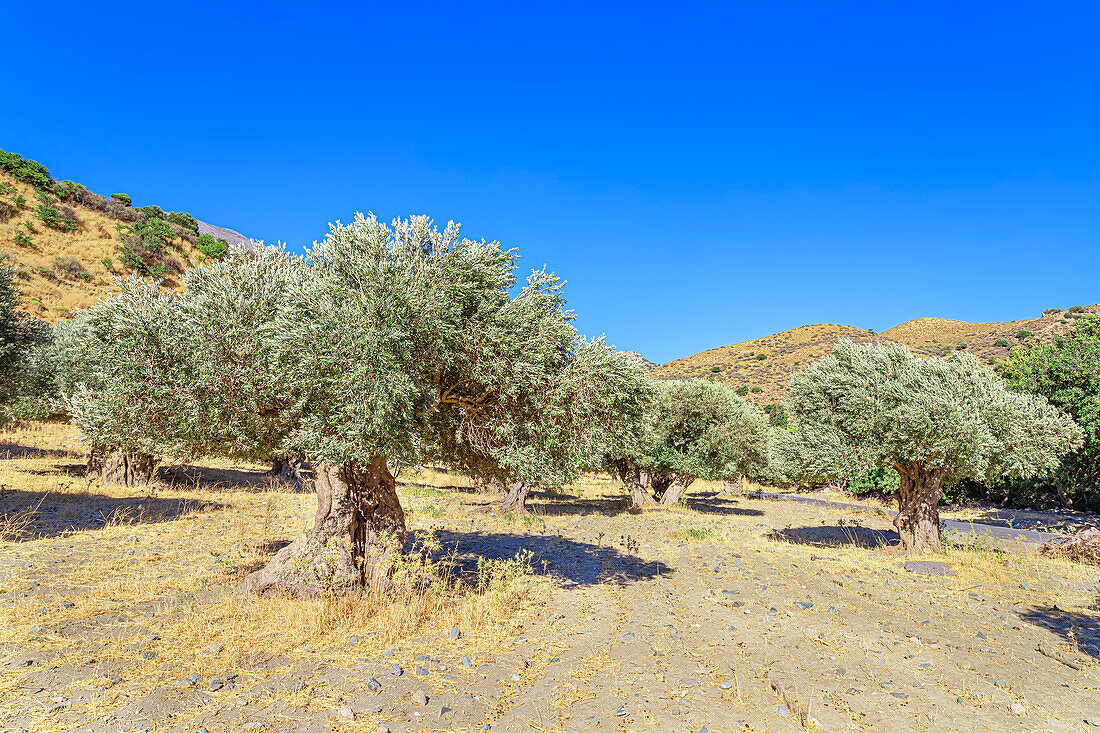 Centuries-old Olive grove, Preveli, Rethymno, Southern Crete, Crete, Greek Islands, Greece, Europe