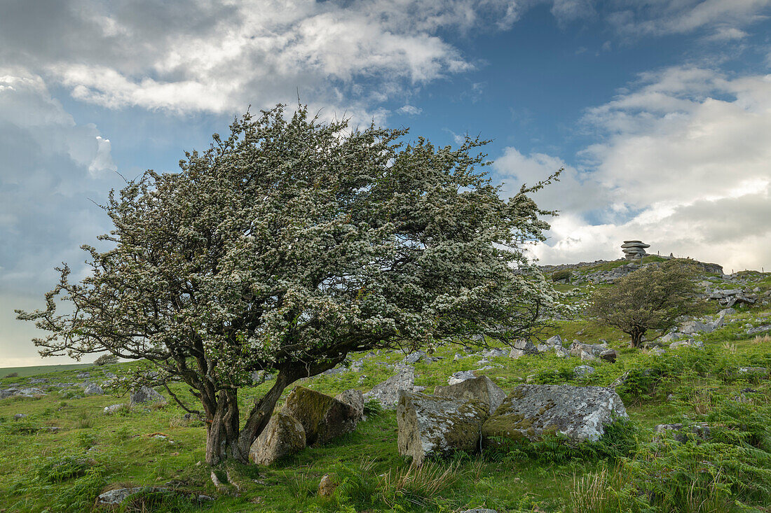 Hawthorn tree in blossom, Bodmin Moor, Cornwall, England, United Kingdom, Europe