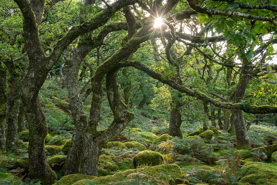 Sommermorgensonne, die durch Black a Tor Copse im Dartmoor-Nationalpark aufgeht, Devon, England, Vereinigtes Königreich, Europa