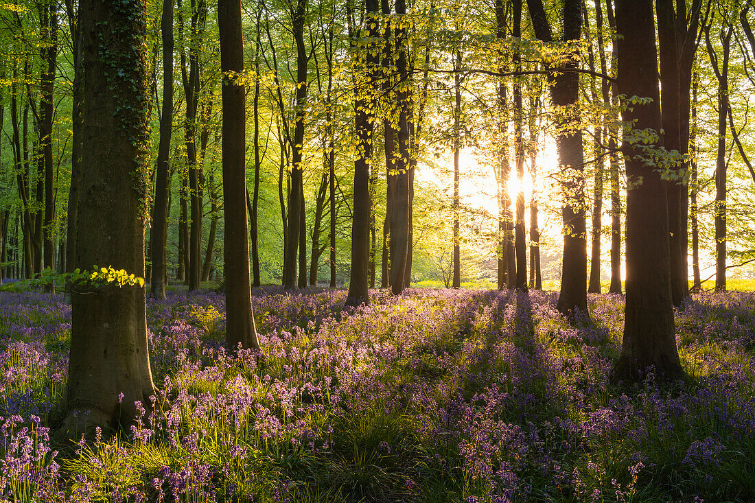 Evening sunshine streaming into a bluebell woodland in spring, West Woods, Wiltshire, England, United Kingdom, Europe