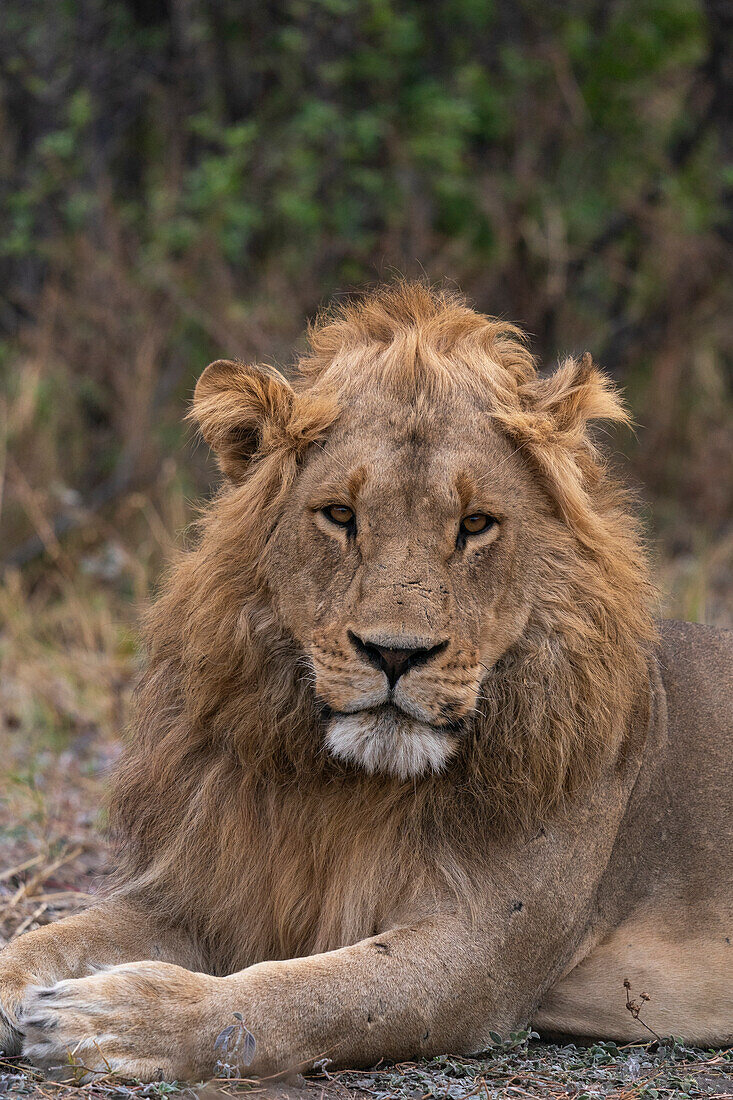 Löwe (Panthera leo) beim Ausruhen, Savuti, Chobe-Nationalpark, Botsuana, Afrika