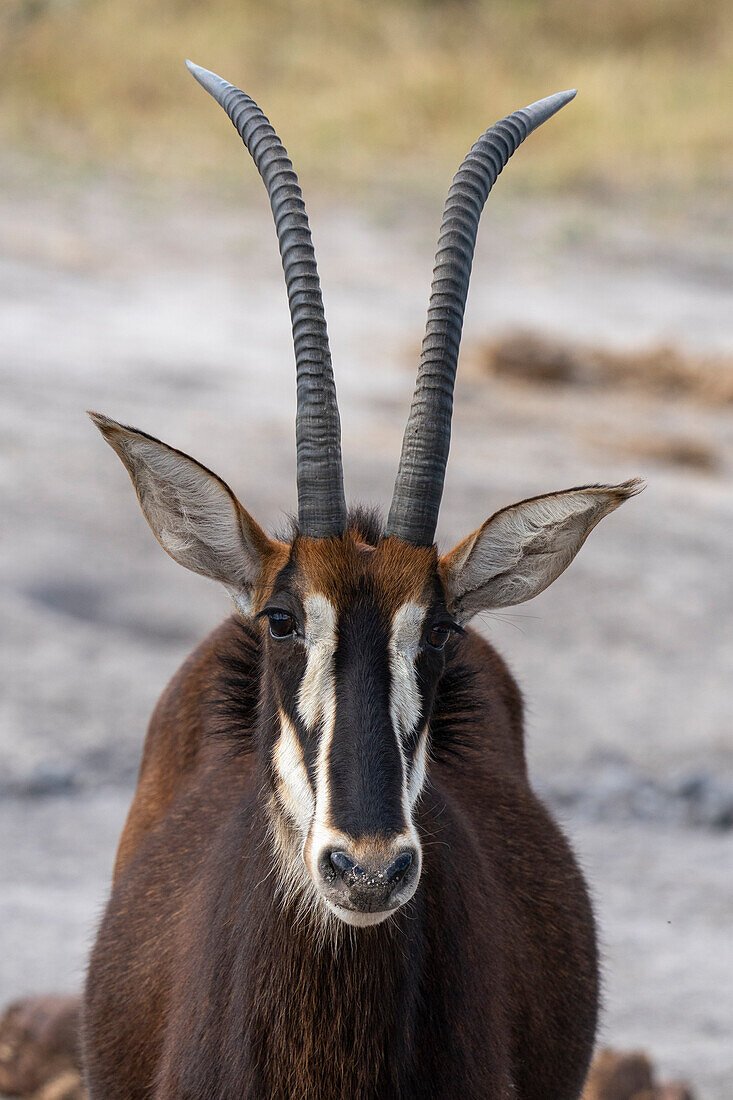 Rappenantilope (Hippotragus niger), Khwai-Konzession, Okavango-Delta, Botsuana, Afrika