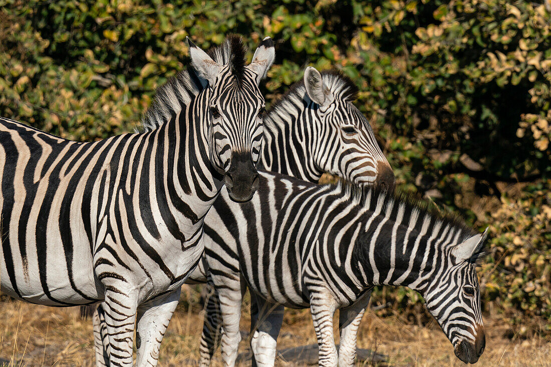 Steppenzebras (Equus quagga), Khwai-Konzession, Okavango-Delta, Botsuana, Afrika