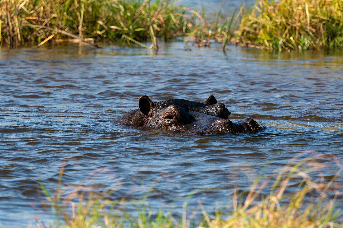 Hippopotamus (Hippopotamus amphibius), Khwai Concession, Okavango Delta, Botswana, Africa