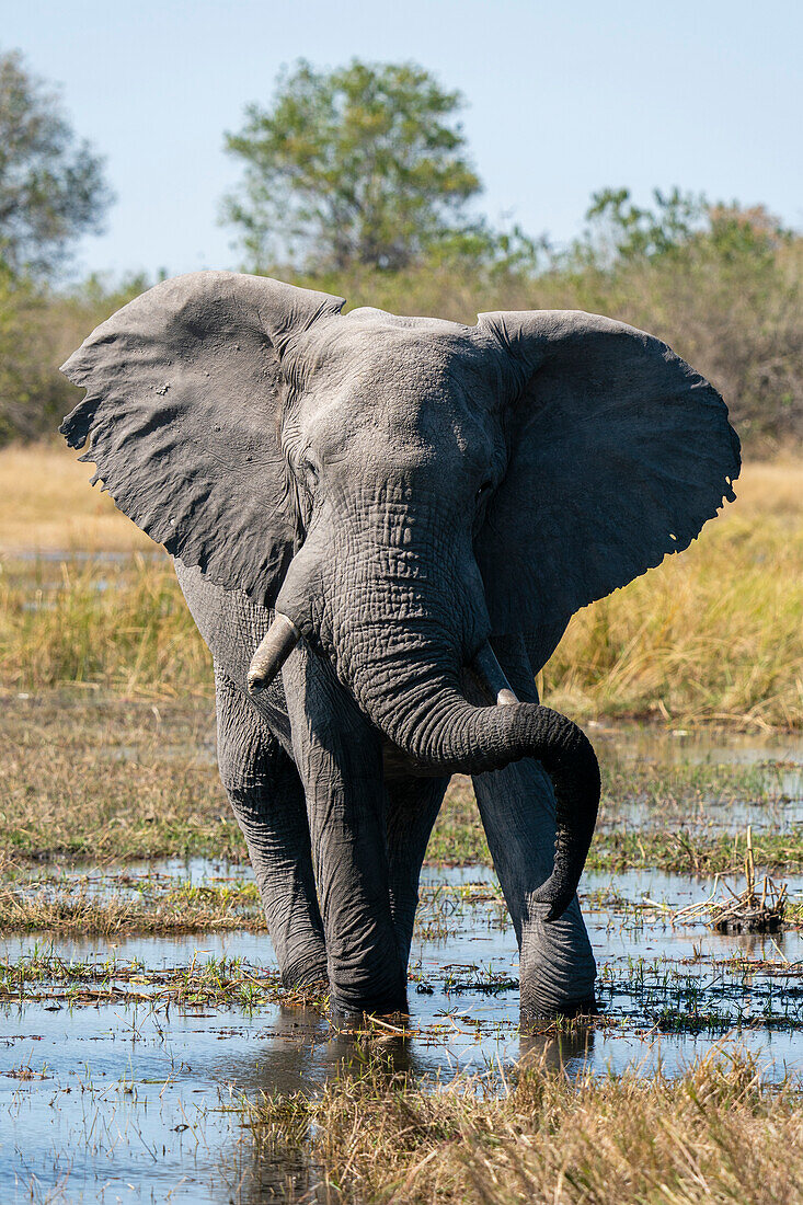 Afrikanischer Elefant (Loxodonta africana), Khwai-Konzession, Okavango-Delta, Botsuana, Afrika