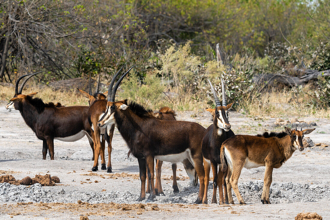 Sable antelopes (Hippotragus niger), Khwai Concession, Okavango Delta, Botswana, Africa