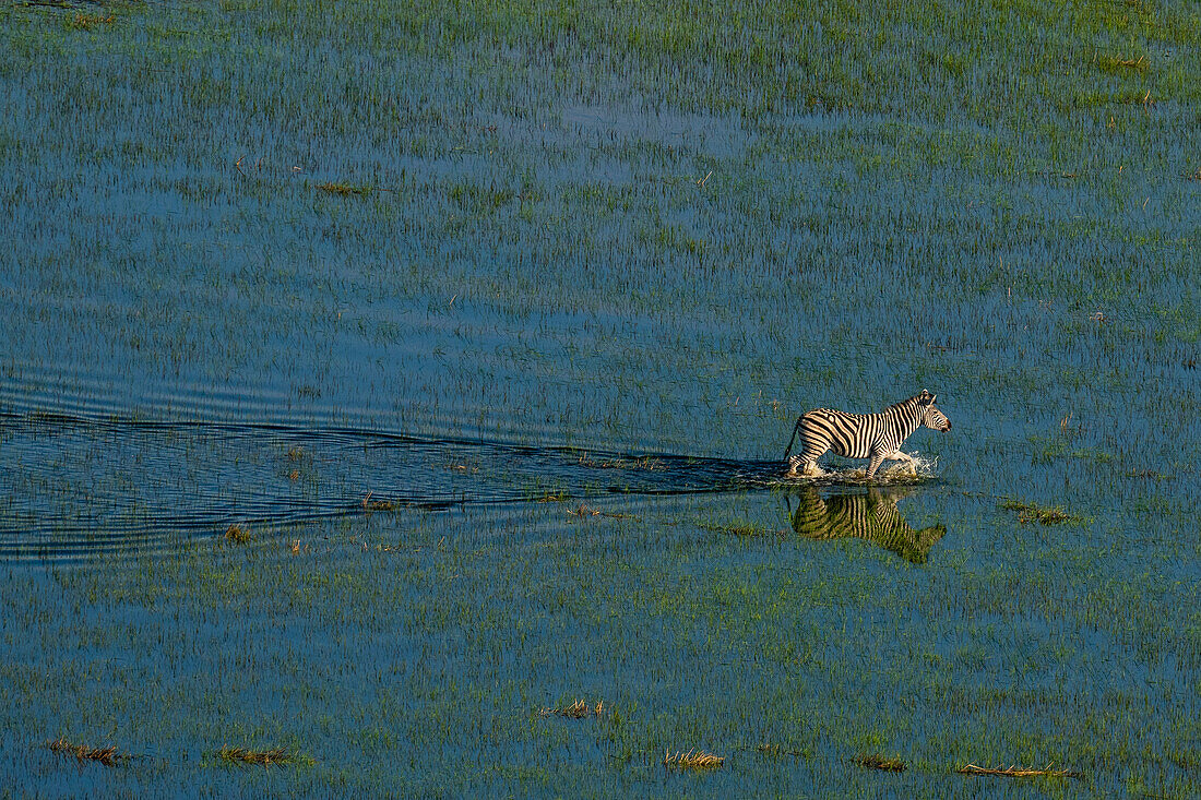 Luftaufnahme eines Steppenzebras (Equus quagga) beim Spaziergang im Okavango-Delta, UNESCO-Welterbe, Botswana, Afrika