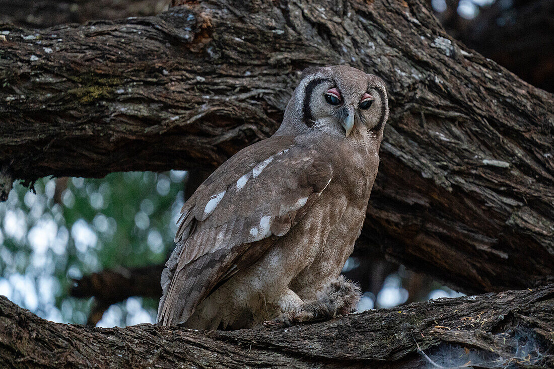 Verreaux-Uhu (Bubo lacteus), Khwai-Konzession, Okavango-Delta, Botsuana, Afrika