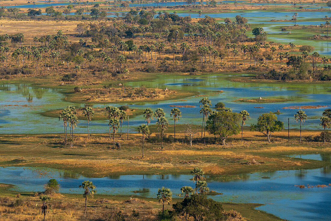 Aerial view of the Okavango Delta, UNESCO World Heritage Site, Botswana, Africa