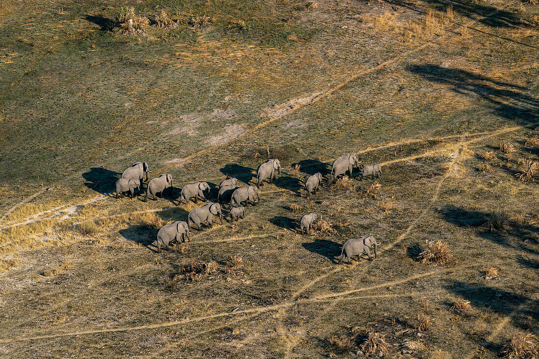 Aerial view of African elephants (Loxodonta africana) walking in the Okavango Delta, UNESCO World Heritage Site, Botswana, Africa
