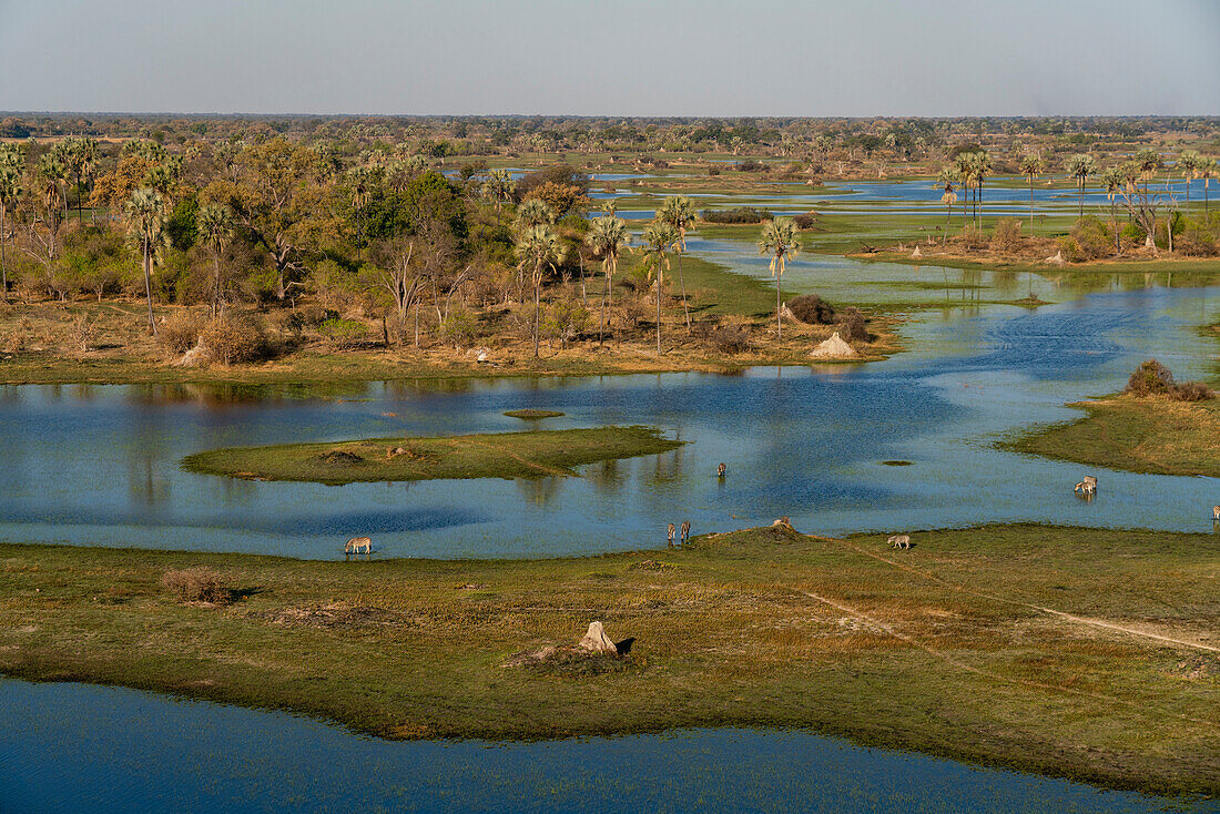 Luftaufnahme von grasenden Steppenzebras (Equus quagga) im Okavango-Delta, UNESCO-Welterbe, Botsuana, Afrika