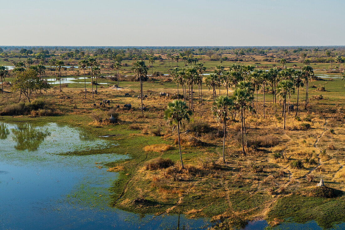 Aerial view of the Okavango Delta, UNESCO World Heritage Site, Botswana, Africa